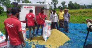 ধান, কাটা, মাড়াই, ঝাড়াই, ইয়ানমার হারভেস্টার, উদ্যোগ, পরীক্ষামূলক, জমি