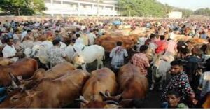 গরু, ডিগ্রি কলেজ, নাফিজা, কমিটি, প্রিন্সিপাল